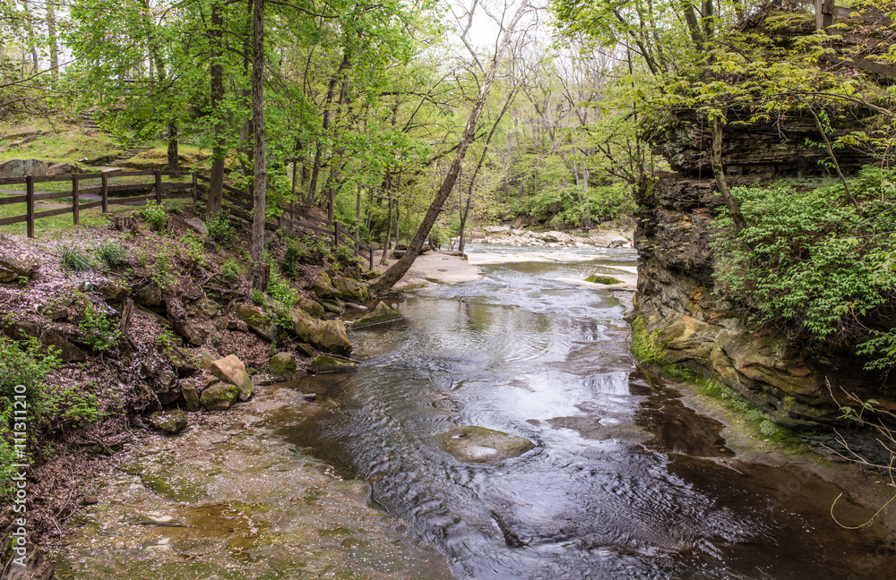 Springtime Creek in Lush Woodland Springtime Creek in Lush Woodland