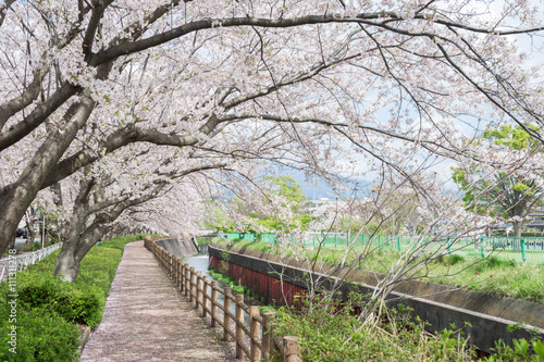 Cherry blossoms of Kadoike Park