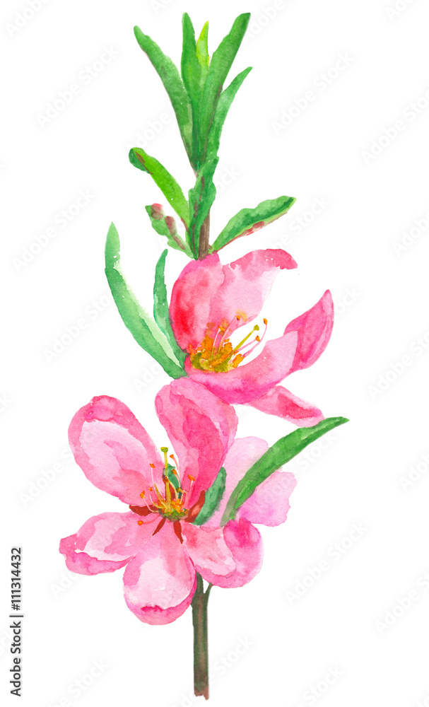 blossoming almond branch on a white background, watercolor illustration blossoming almond branch on a white background, watercolor illustration