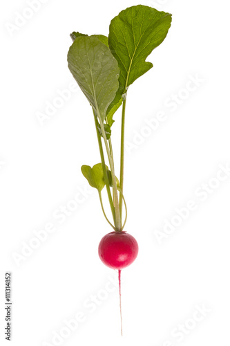 Plant red radish