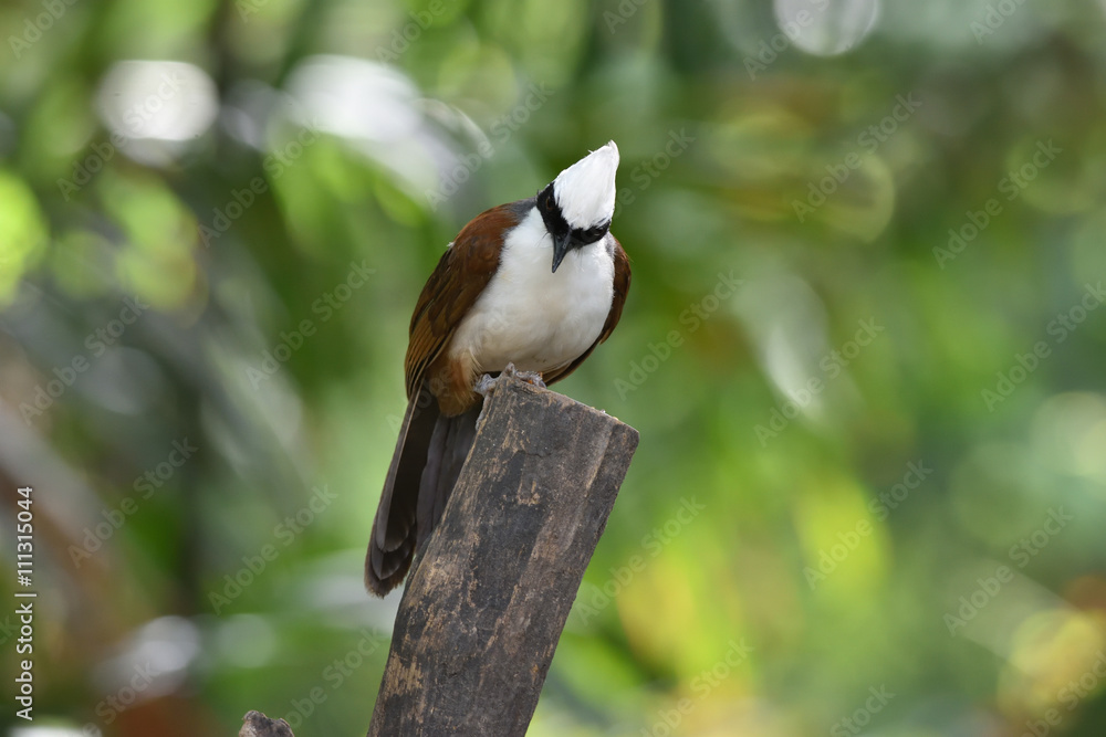 Fototapeta premium White-crested Laughingthrush