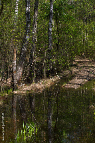 Birch grove on border with Belarus and Russia. Located in Ukraine  Sumy region  Polissya