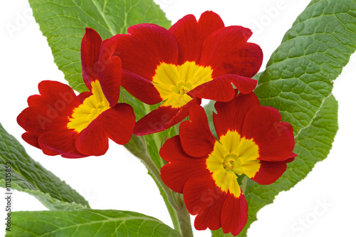 Red with yellow Primula