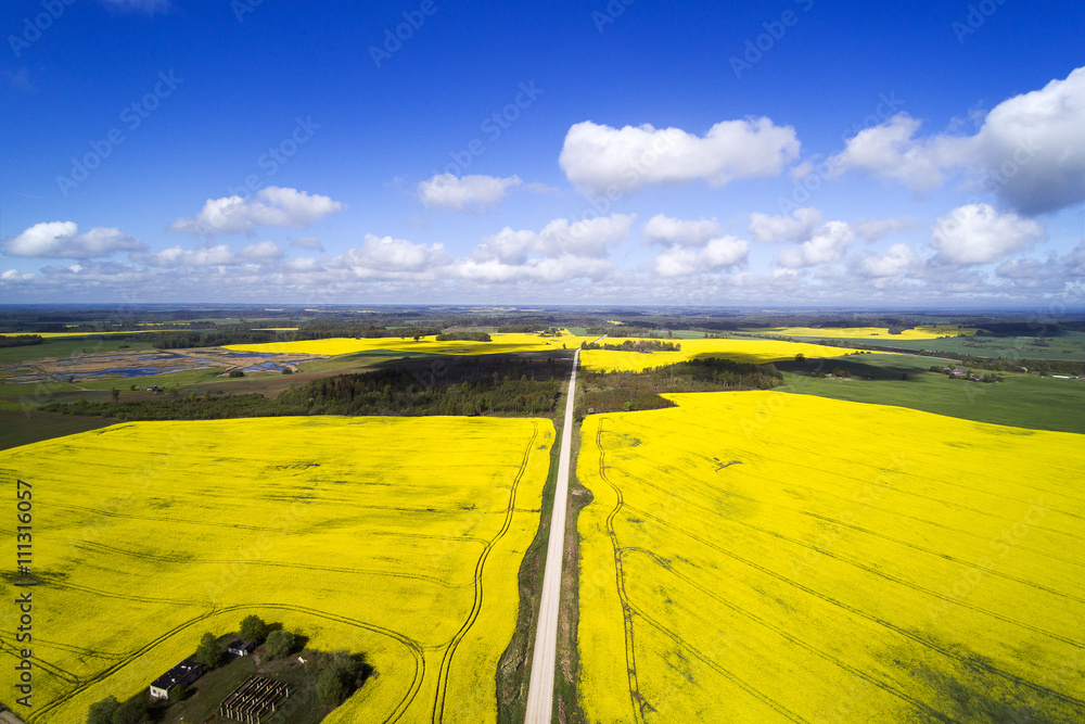 Green and yellow fields in latvian springtime.
