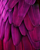 Pink and Purple Feathers