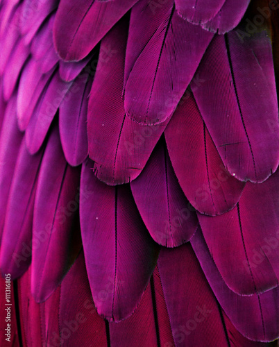 Obraz na plátne Pink and Purple Feathers