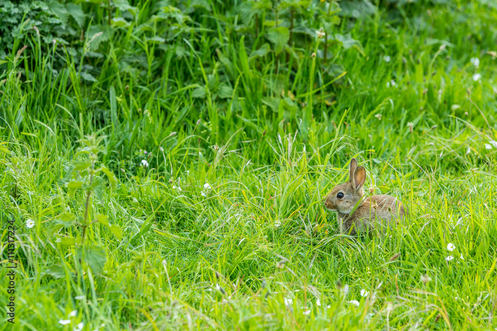 young European rabbit in long grass young European rabbit in long grass