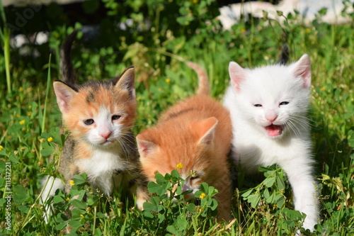 Kittens family © mirzamuradbasic