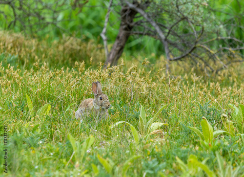 European rabbit in a lush green meadow © andrewbalcombe