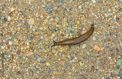 Spanish slug on a wet path photo