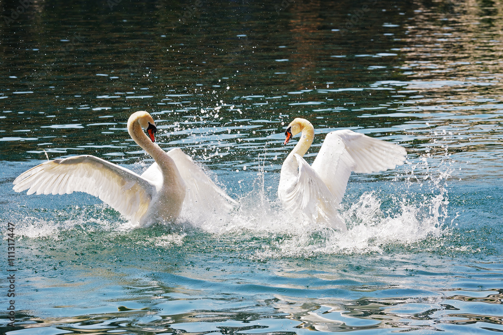 Naklejka premium Two dominant swans battle, Reuss river