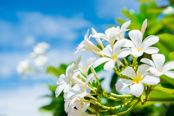 Keuken achterwand Frangipani Witte plumeria tegen blauwe lucht  © bouybin