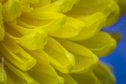 flower background   Yellow Chrysanthemum Flower