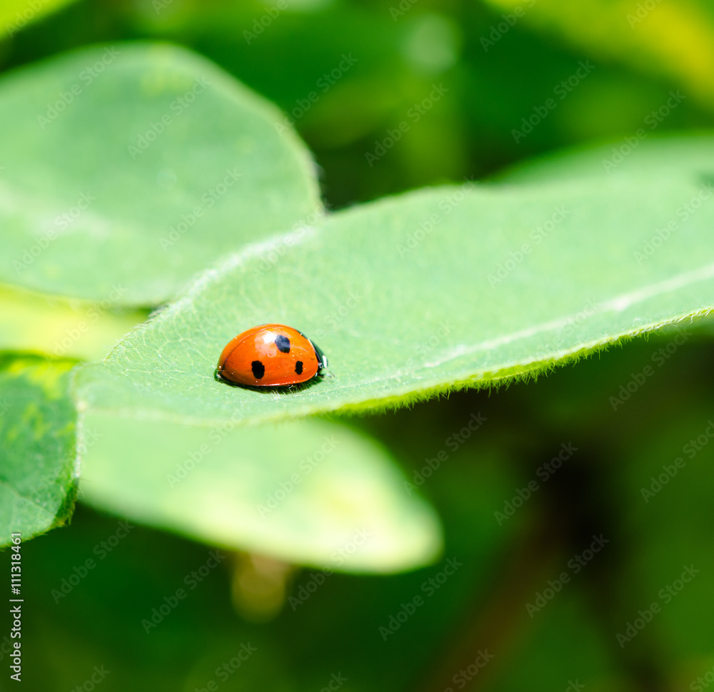 adybug on green leaf defocused background adybug on green leaf defocused background