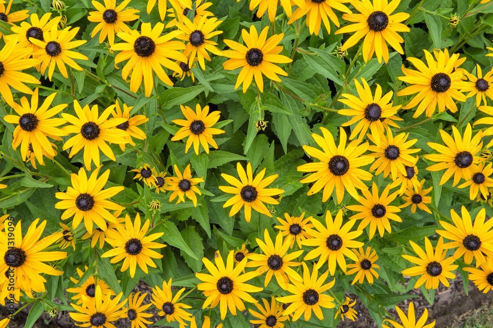 black-eyed susan flowers black-eyed susan flowers