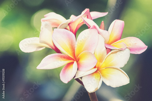 Branch of tropical flowers frangipani  Vintage filter effect use