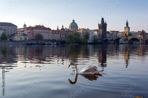swan on the river in early morning, old town of Prague
