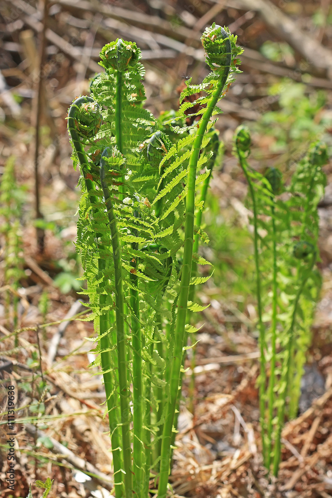 Obraz premium Папоротник Страусник обыкновенный или Чёрная сарана ( Matteuccia struthiopteris)