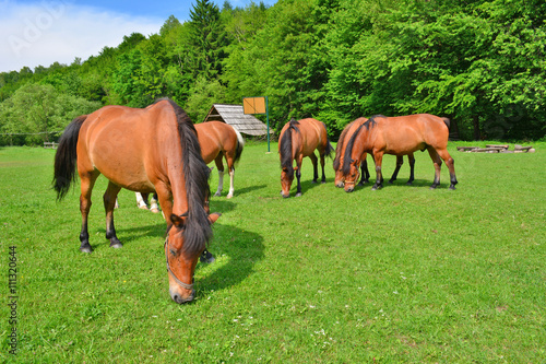 Horses grazing on field over grass, Low Beskids (Beskid Niski), Poland