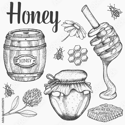 Honey jar, barrel, spoon, bee, honeycomb, chamomile, clover, vintage vector set. Engraved organic food hand drawn sketch illustration.