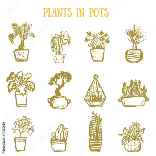 A set of colorful pots of flowers in grunge hand drawn style. Cactuses, lemon tree, calla lily, bamboo in pots. Vector illustration