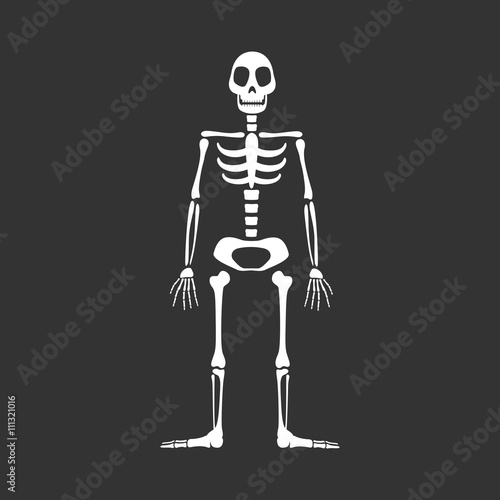 Vector Illustration of a Skeleton