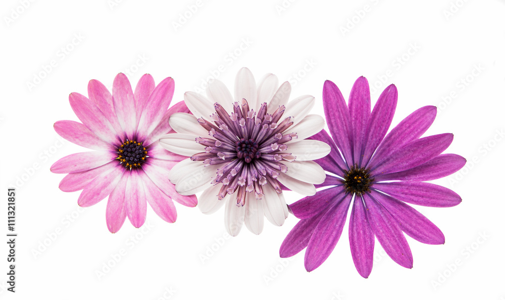 Violet Pink Osteosperumum Flower Daisy Isolated on White Backgro Violet Pink Osteosperumum Flower Daisy Isolated on White Backgro