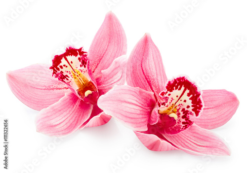 Fototapeta Naklejka Na Ścianę i Meble -  Pink orchid flowers