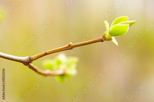 First spring bud