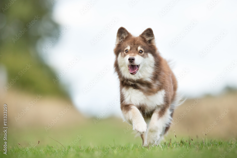 Running Finnish Lapphund Puppy