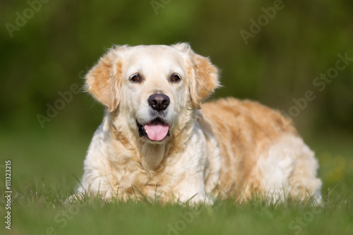 Golden Retriever dog outdoors in nature