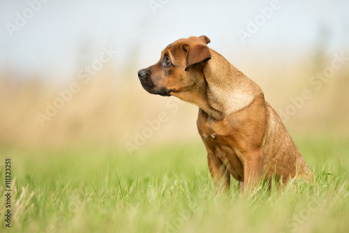 Fototapeta Naklejka Na Ścianę i Meble -  Young Brown Dog