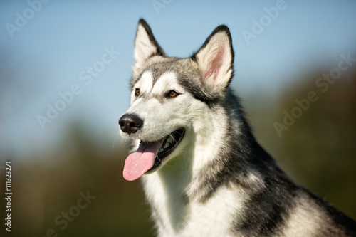 Alaskan Malamute Dog