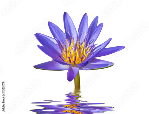 lotus flower