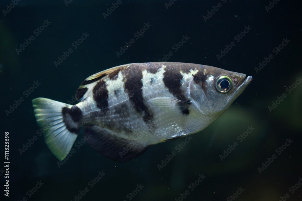 Banded archerfish (Toxotes jaculatrix).