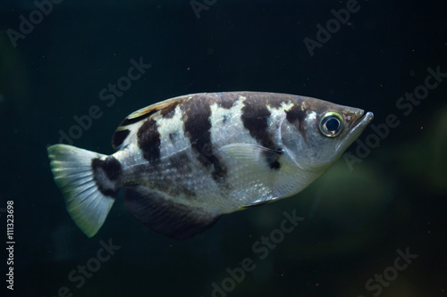 Obraz na płótnie Banded archerfish (Toxotes jaculatrix). w salonie