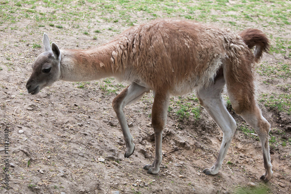 Fototapeta premium Guanaco (Lama guanicoe), also known as the Guanaco llama.