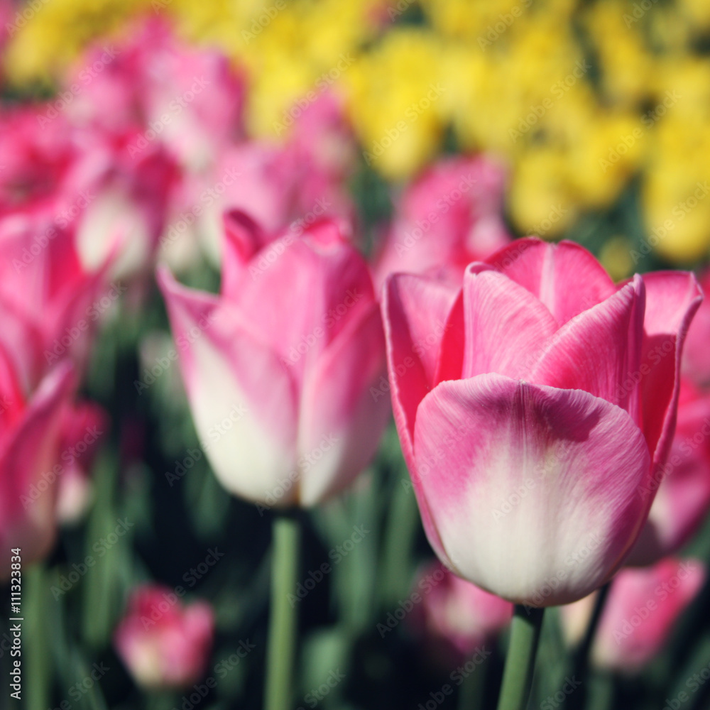 Pink tulips on the flowerbed. Aged photo. Macro. Spring floral background. Pink tulip flowers. Vintage photo. Closeup. Pink tulips on a nature background. Aged photo.