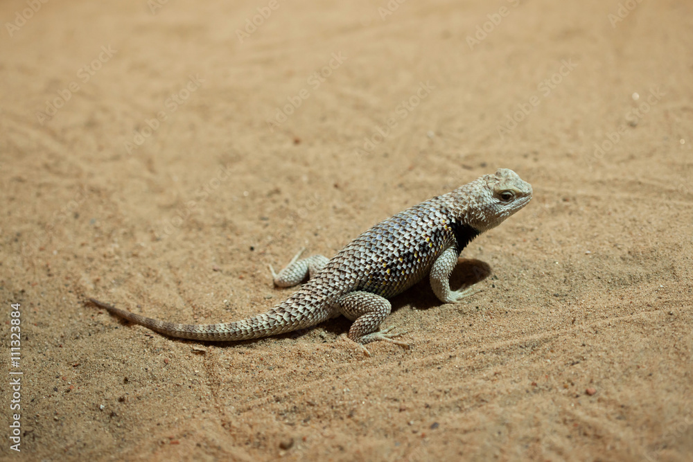 Fototapeta premium Desert spiny lizard (Sceloporus magister).