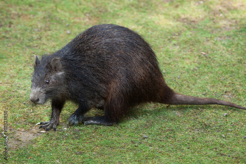 Desmarest's hutia (Capromys pilorides), also known as the Cuban photo