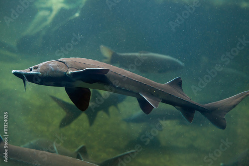 Siberian sturgeon (Acipenser baerii).