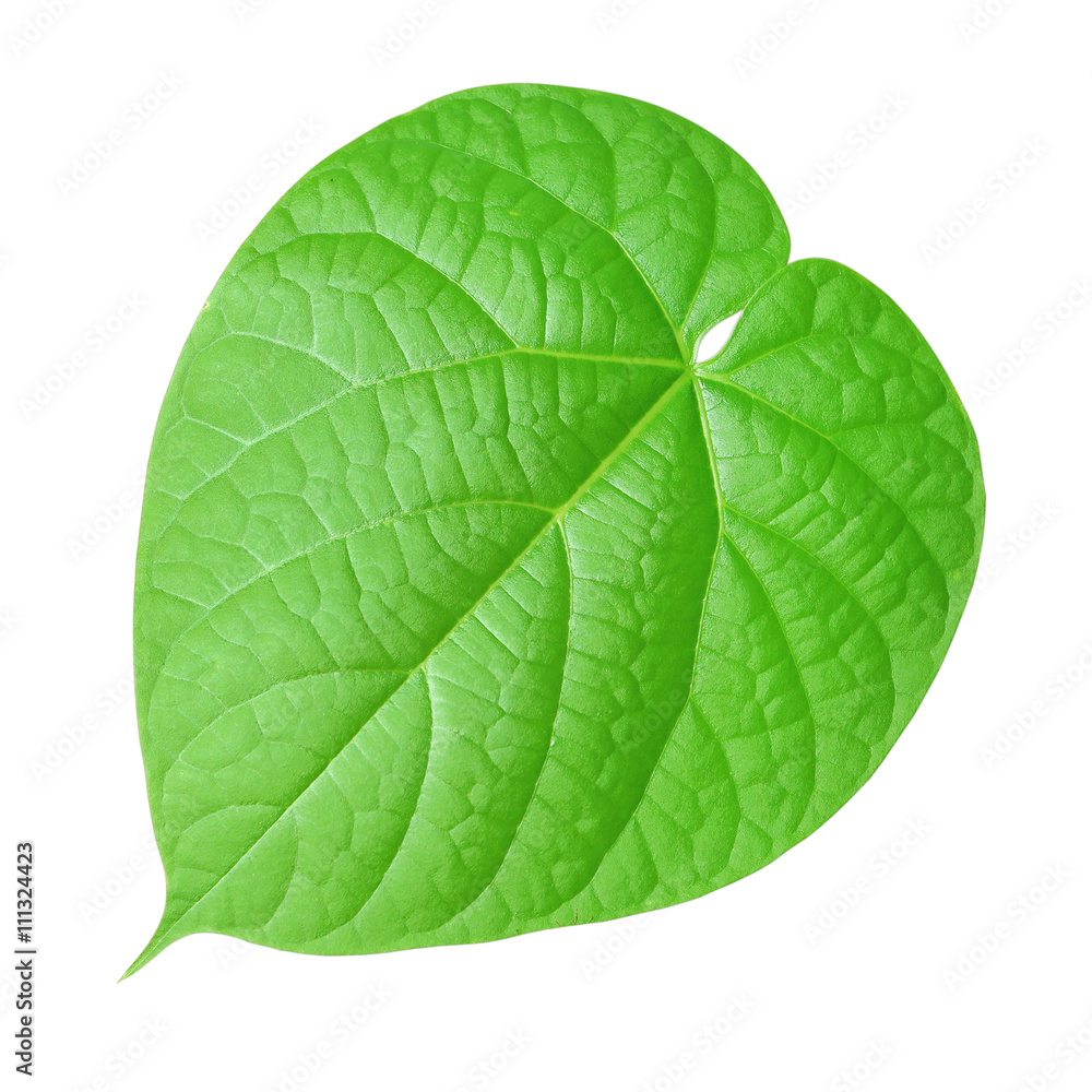 Obraz premium green leaf on a white