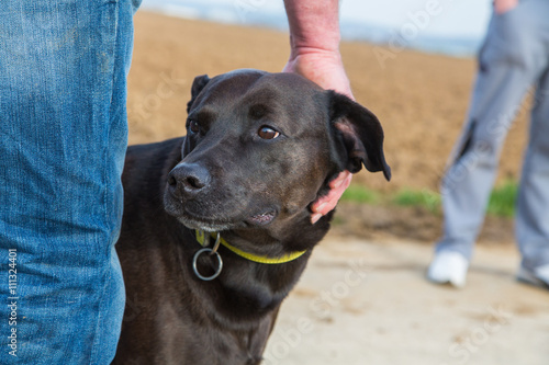 Fototapeta Naklejka Na Ścianę i Meble -  Pitbull mix