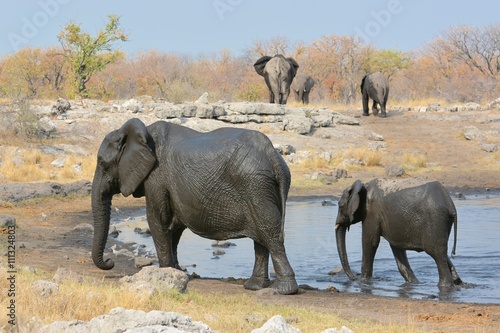 Elefantenherde am Wasserloch im Etosha Nationalpark