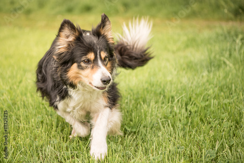 purebred border collie in action