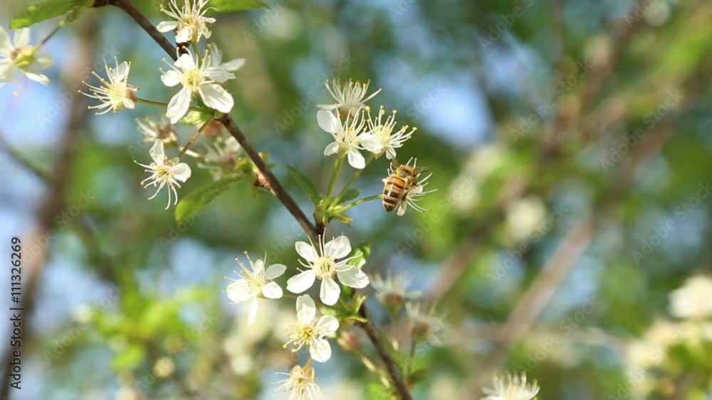bee pollinating flowers on the tree bee pollinating flowers on the tree