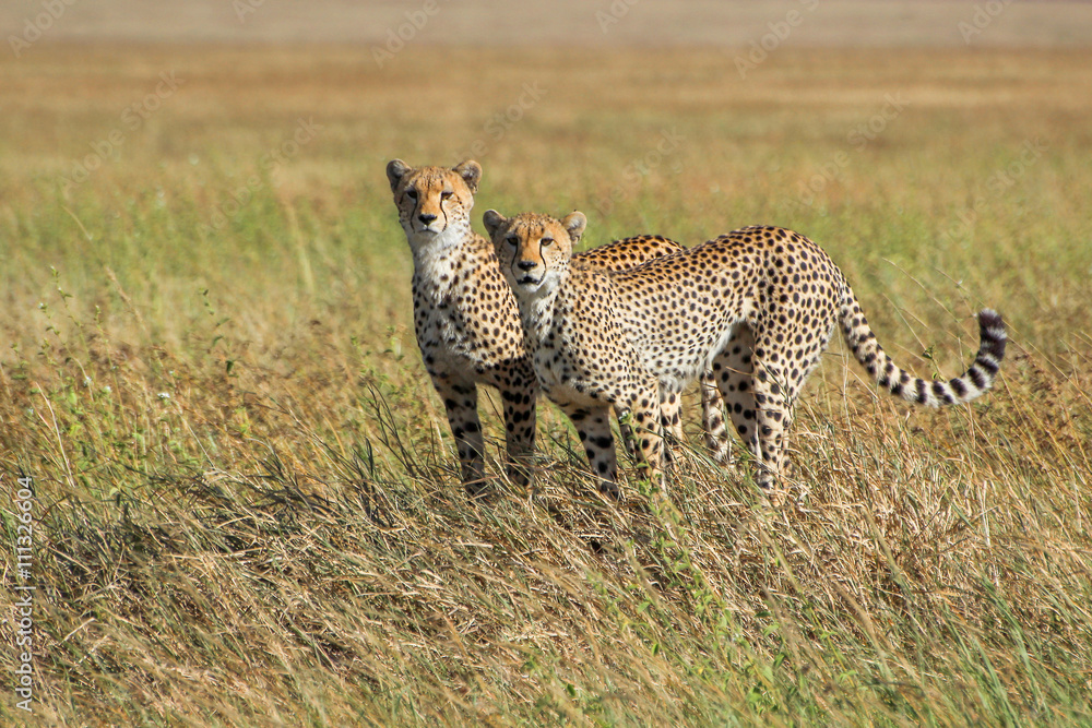 Cheetah in the Serengeti National Park. Cheetah in the Serengeti National Park.