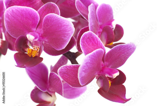 Orchid close-up
