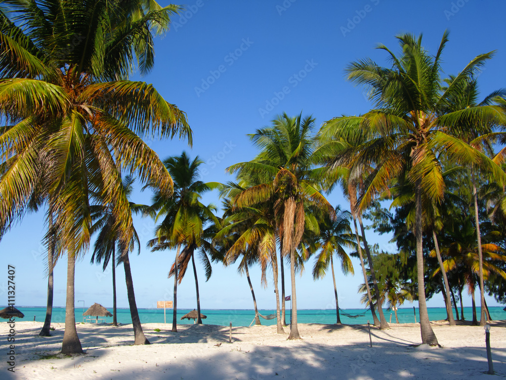 Palm trees on the beach, Zanzibar - obrazy, fototapety, plakaty 