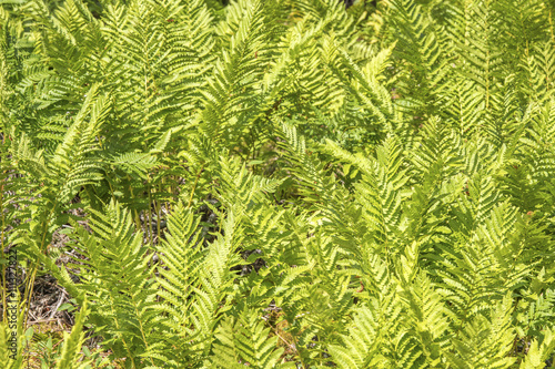 Fern background